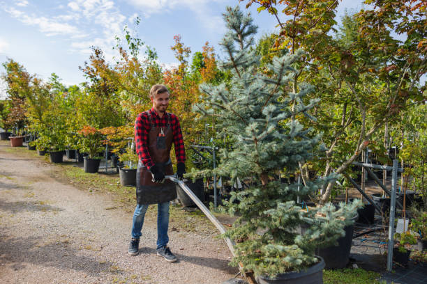 Moreno Valley, CA Tree Removal and Landscaping Services Company